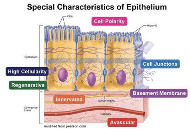 Characteristics of epithelia include all of the following except