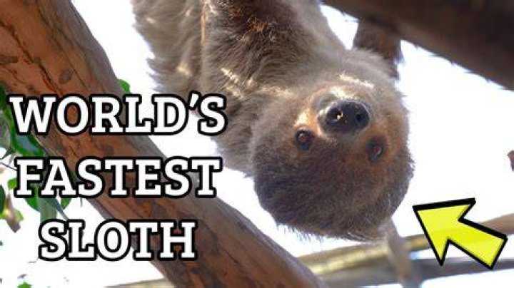 How fast can a sloth run