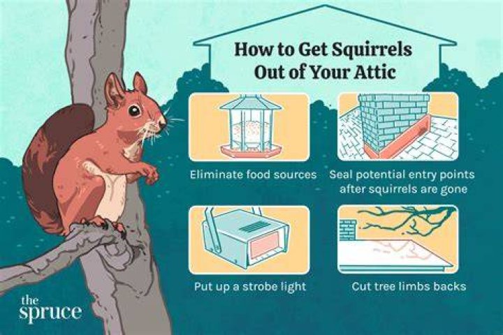 How to get rid of squirrels