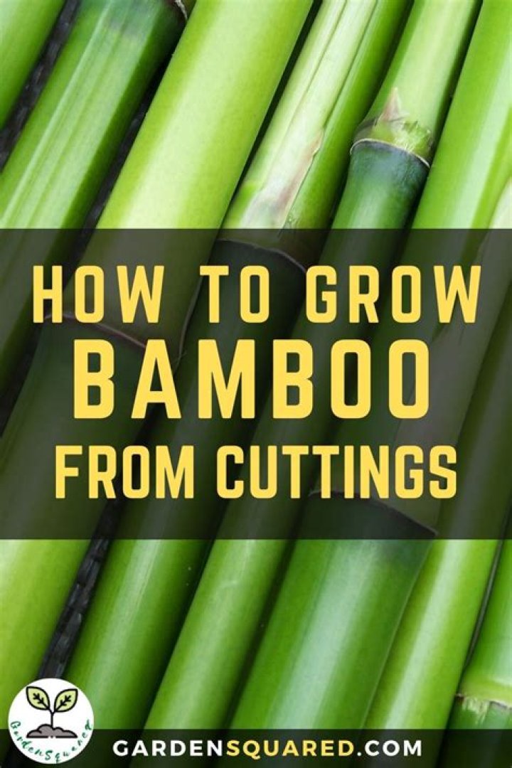 How to grow bamboo in utah