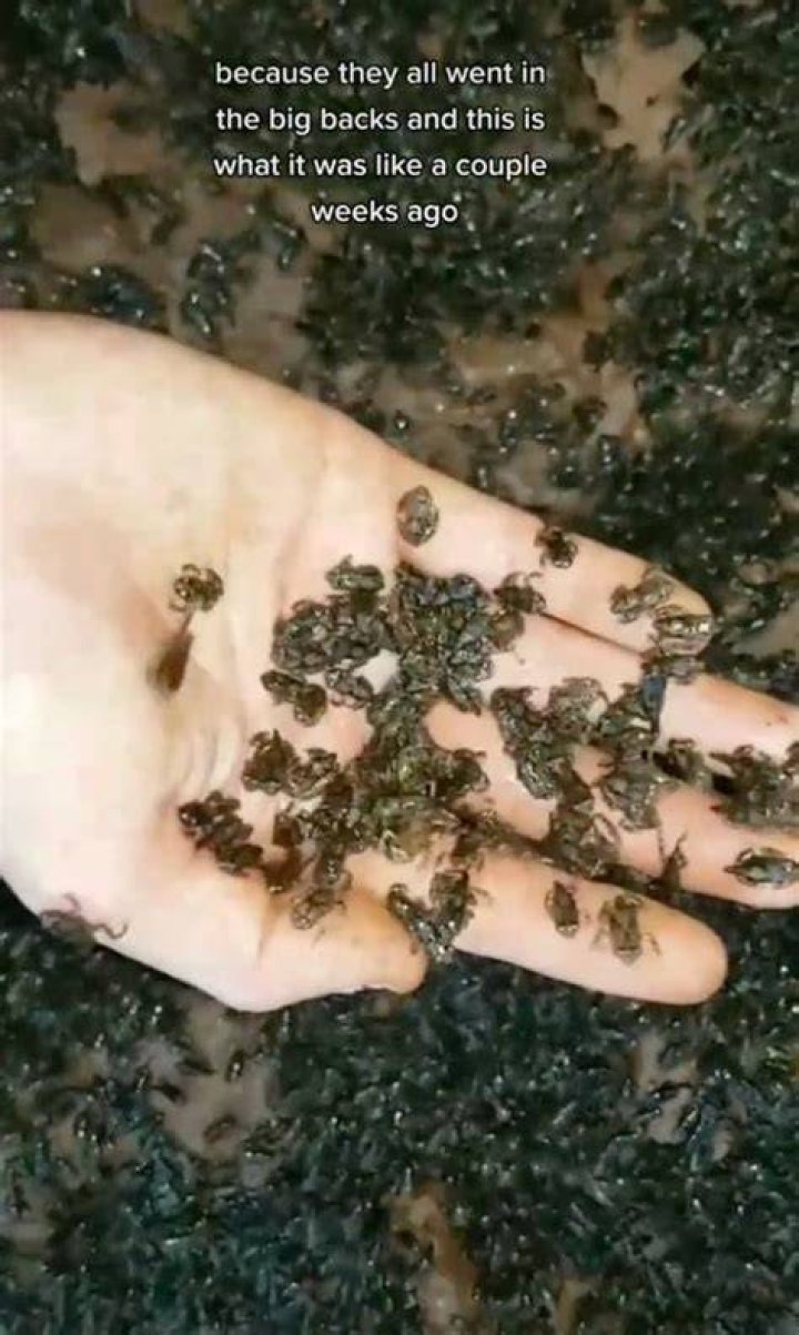 “Weirdo” ThinFrog TikTok Has 1.4 Millions Of Frog Army, The Reactions Are Priceless Though