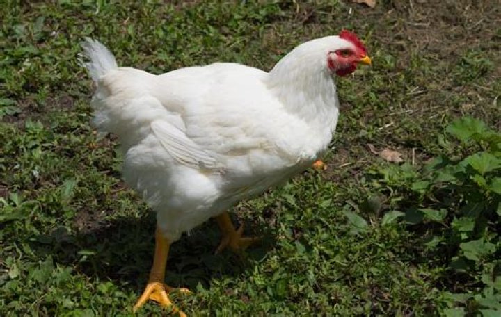 What kind of chicken is foghorn leghorn