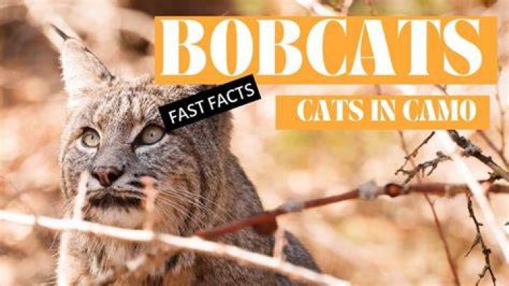 Who Is Sam Wiglusz? 5 Fast Facts About Ohio Bobcats Wide Receiver
